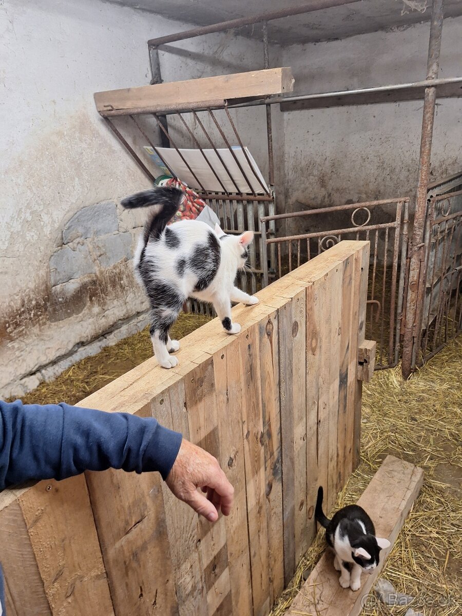 Darujem maciatka 3 mesiace
