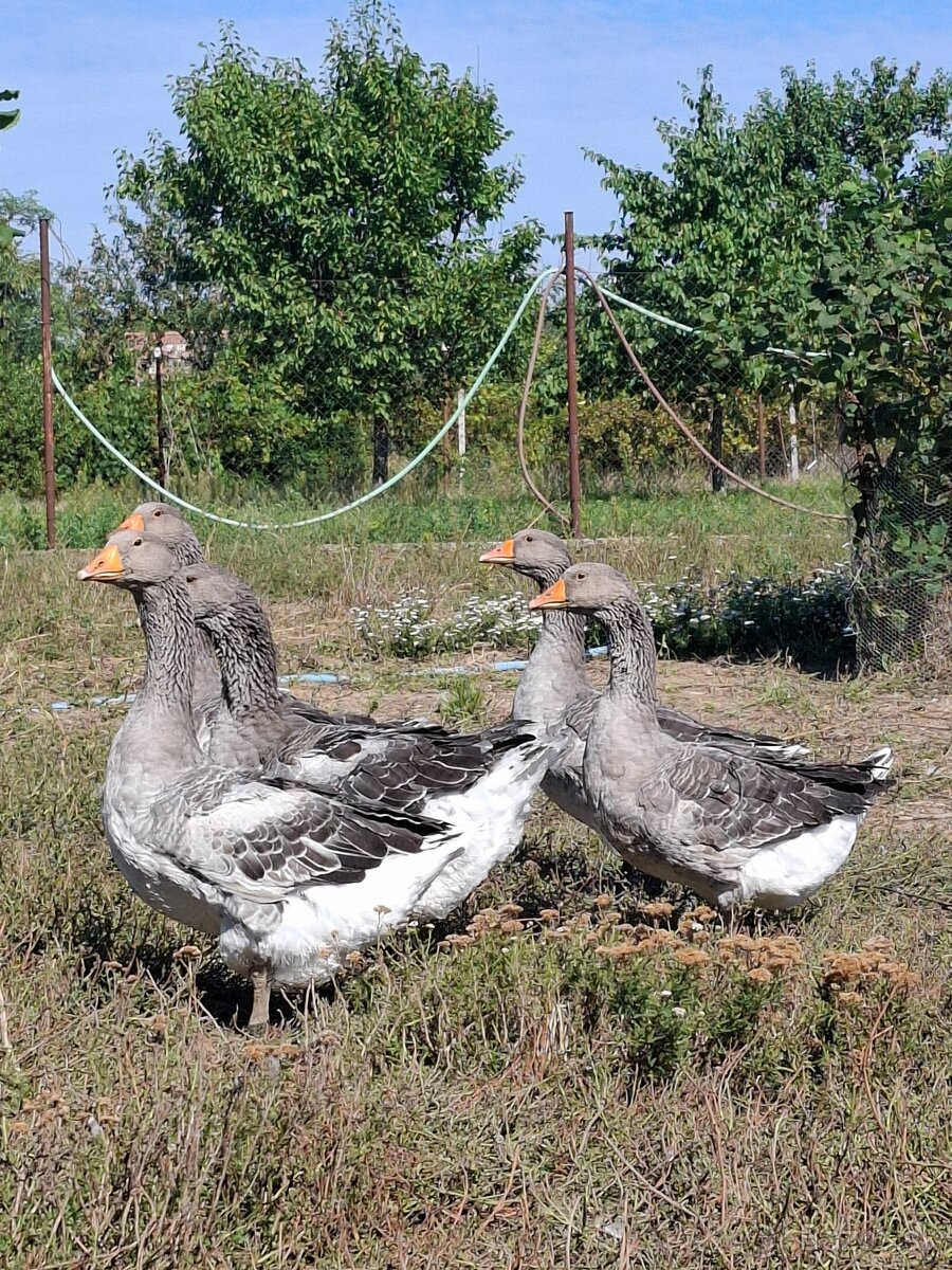 Landeské husi