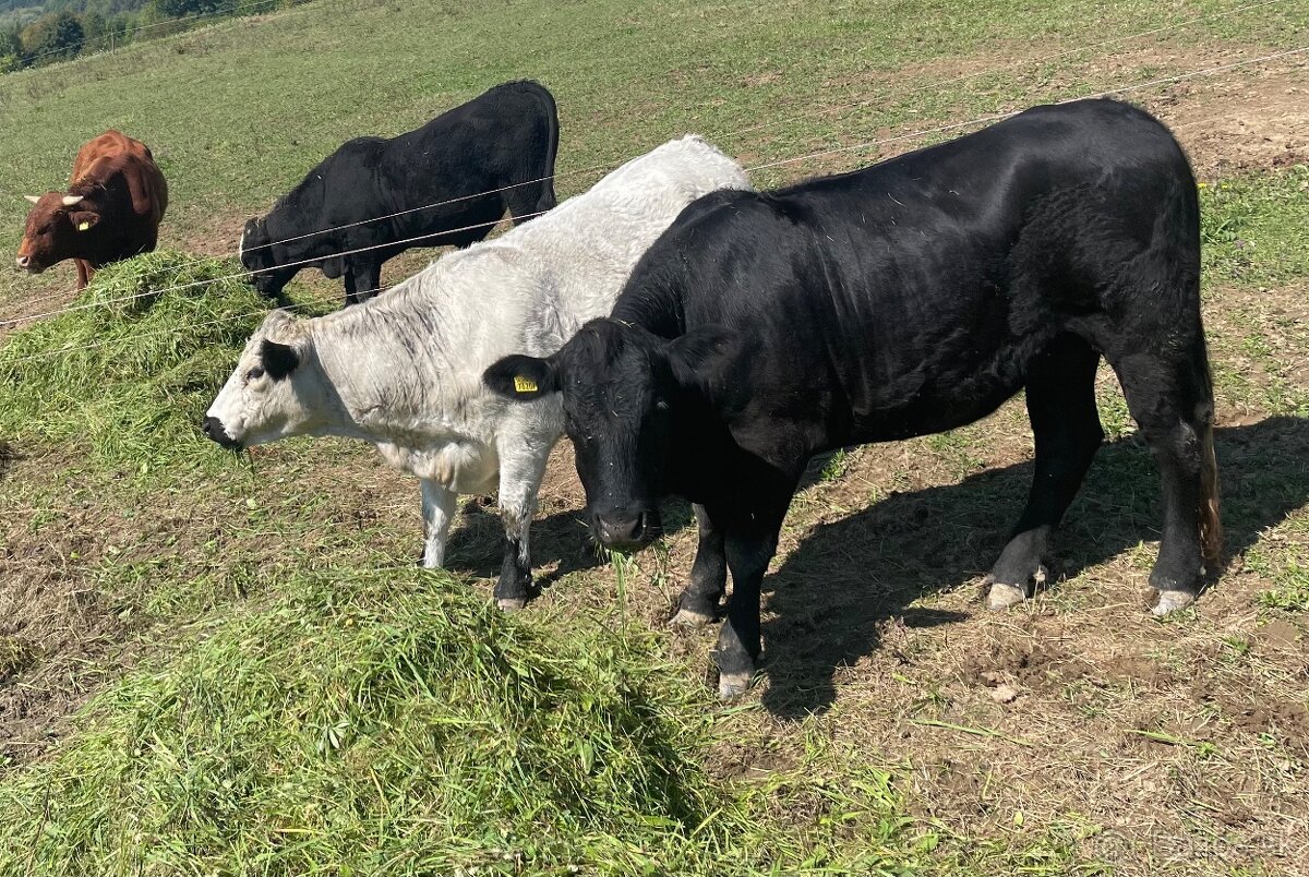 Hovädzie mäso na predaj