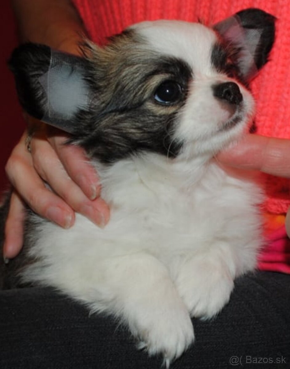 Čivava dlhosrstá s PP