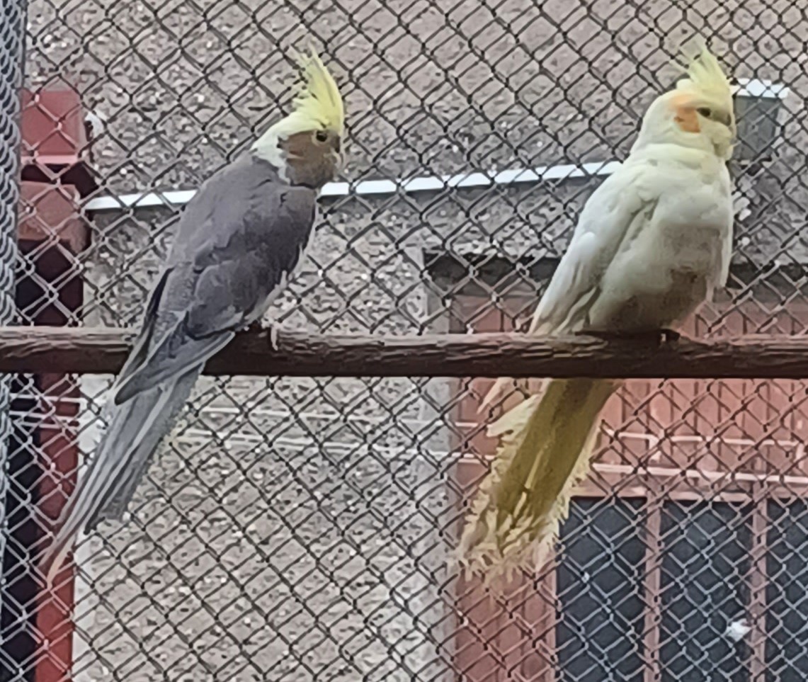 Predám papagájov: