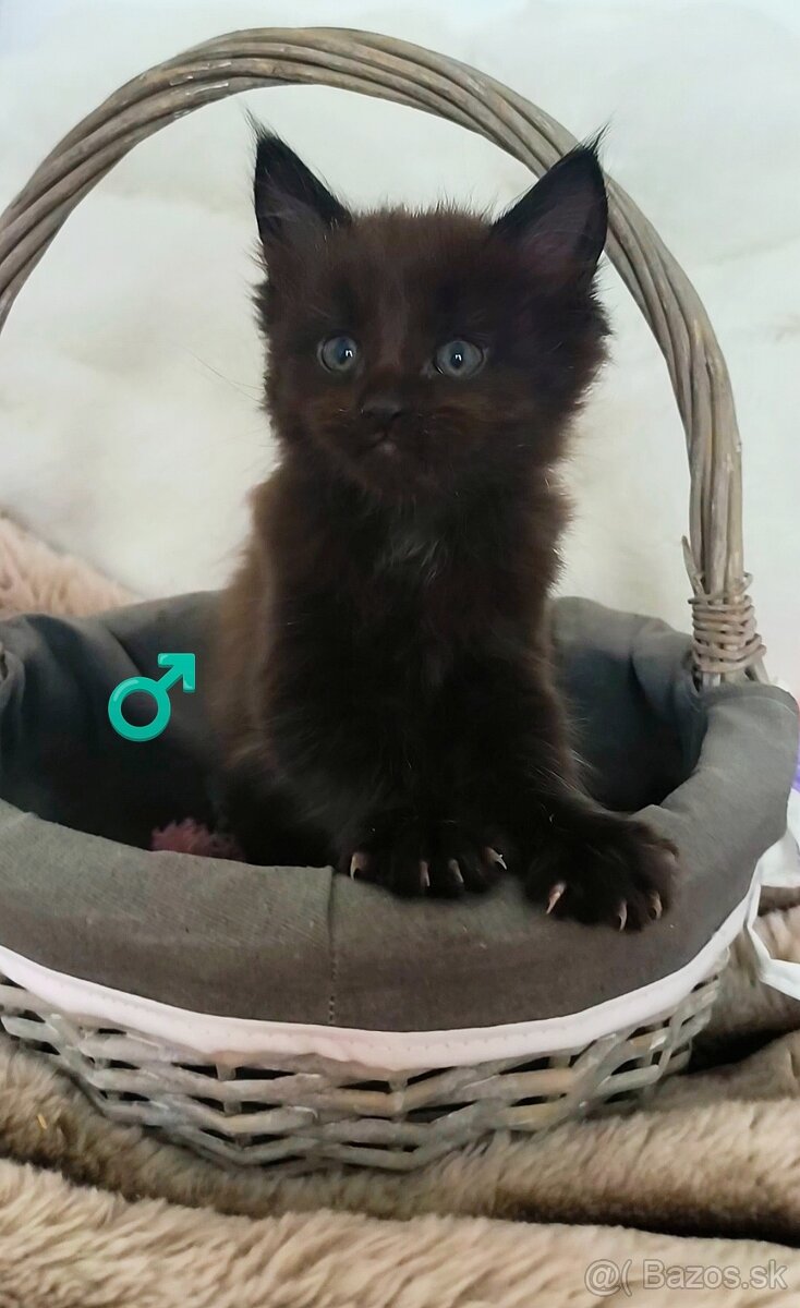 Mainska myvalia mačiatko bez PP