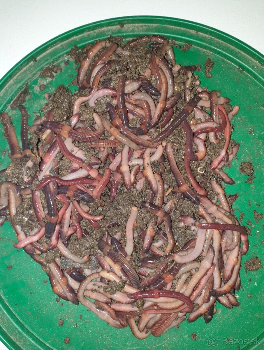 Dažďovký