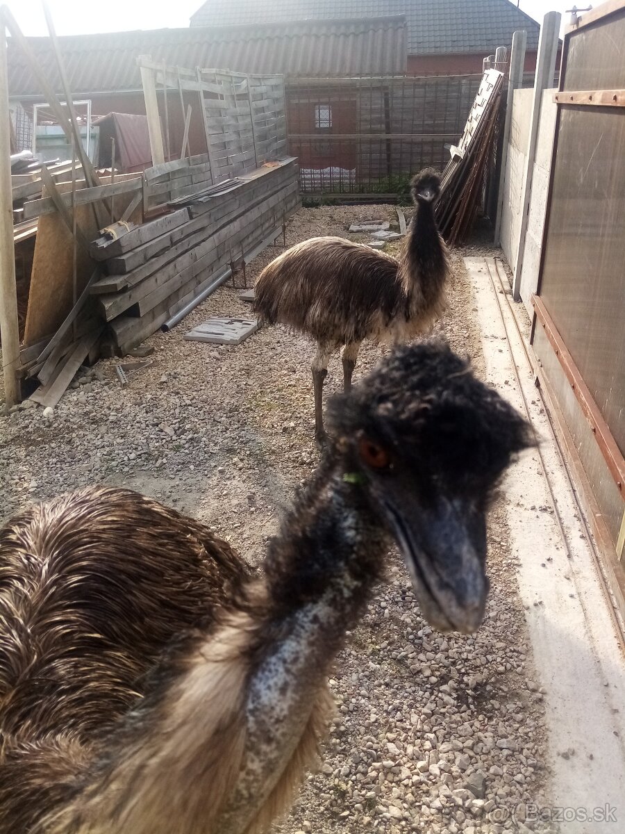 Predam emu samec 3 rocnu a 1 a pol rocnu samec