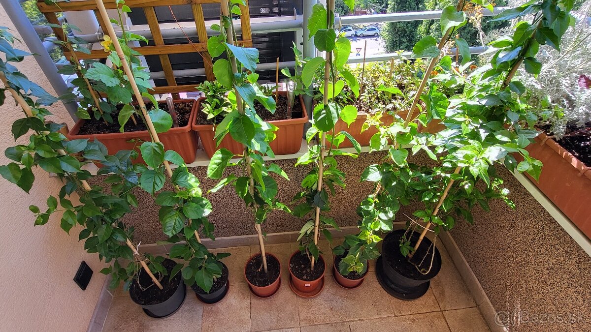 Bugenvilea (Bougainvillea) červená, fialová, cyklámenová