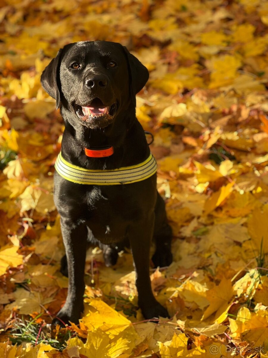 Čierny čistokrvný Labradór na krytie