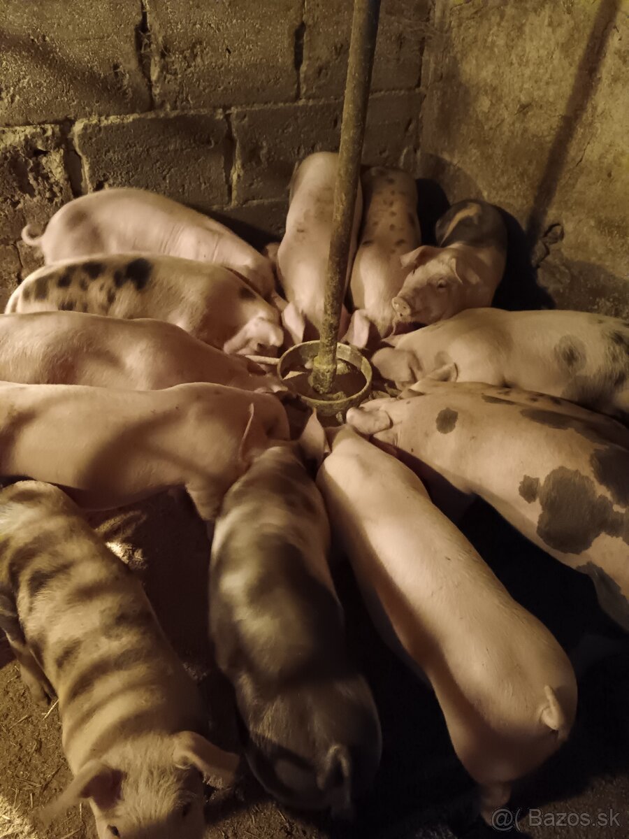 Odstavčatá - prasatá