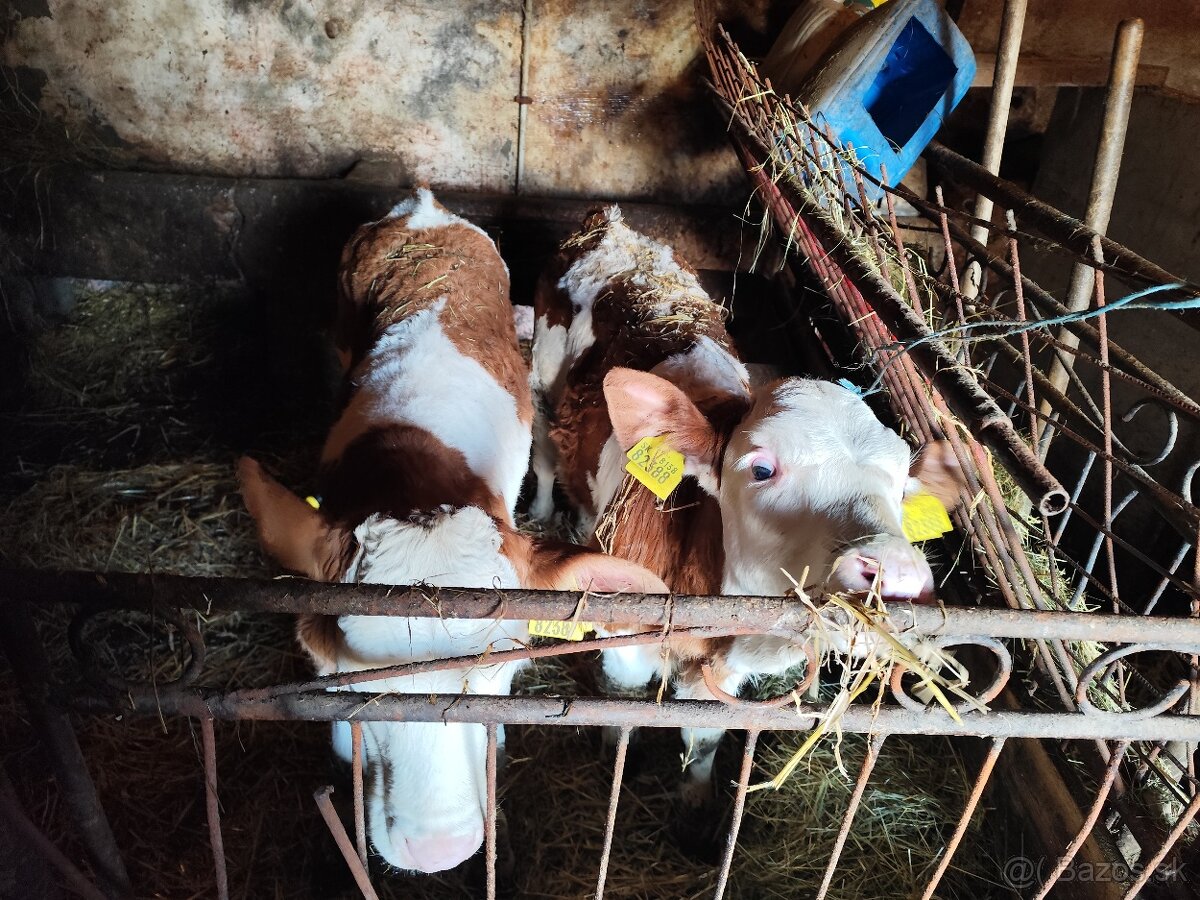 Predám 2 telce ( býky)