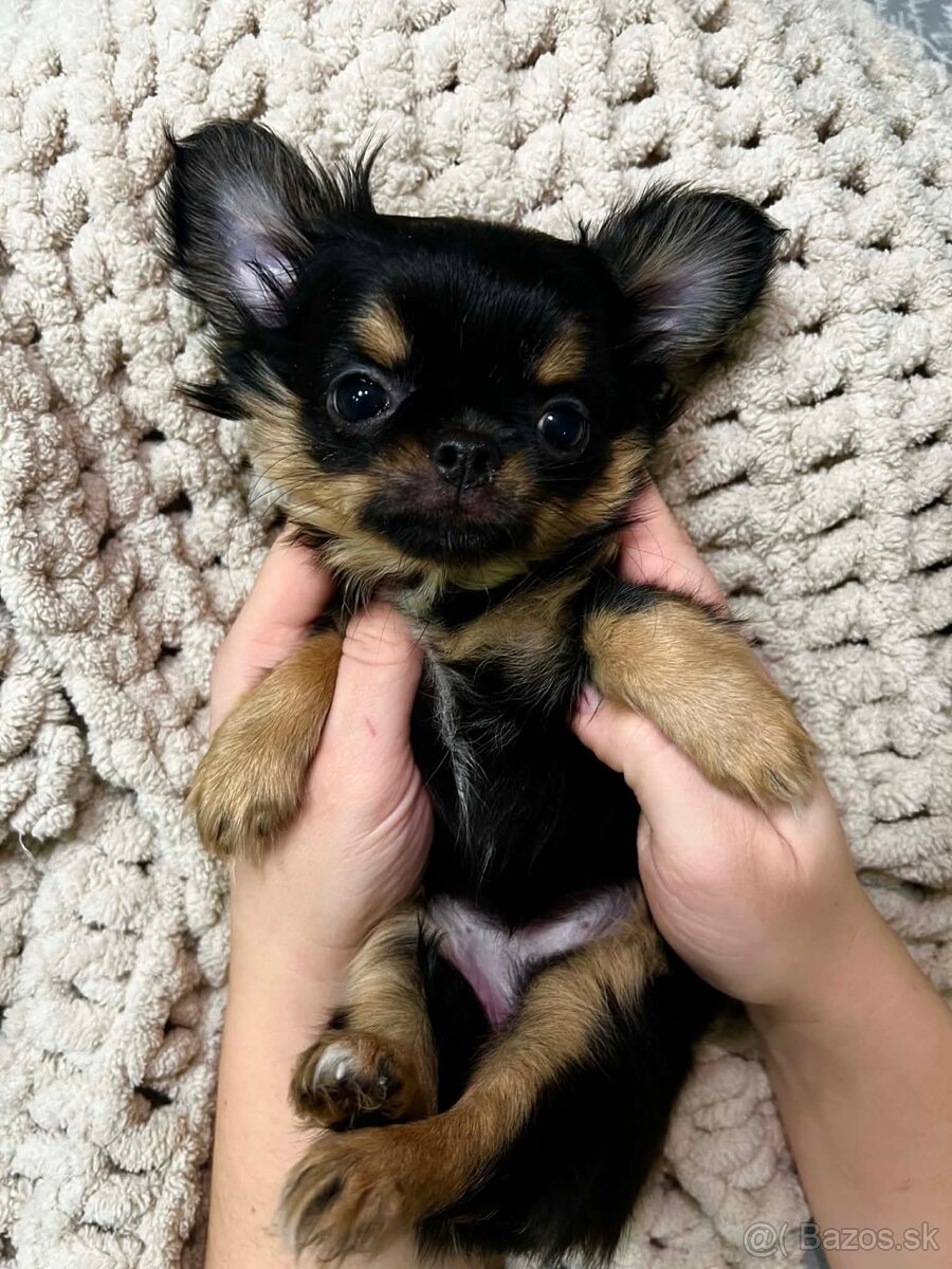 Čivava s PP ( fenka Matilda )