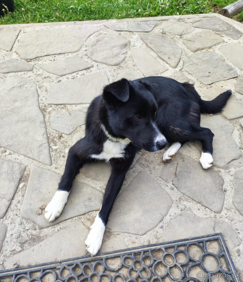 Darujem fenku kríženca border kolie