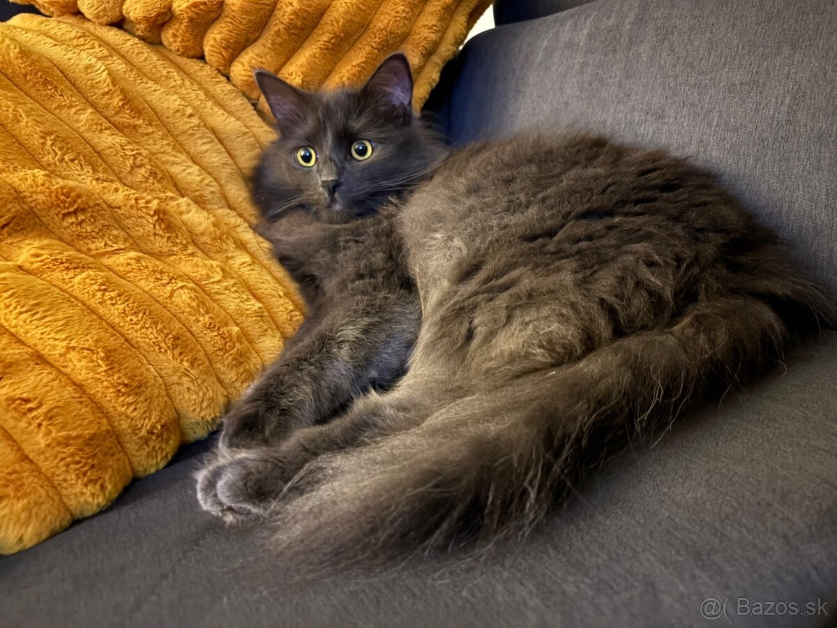 Stráženie psov a mačiek