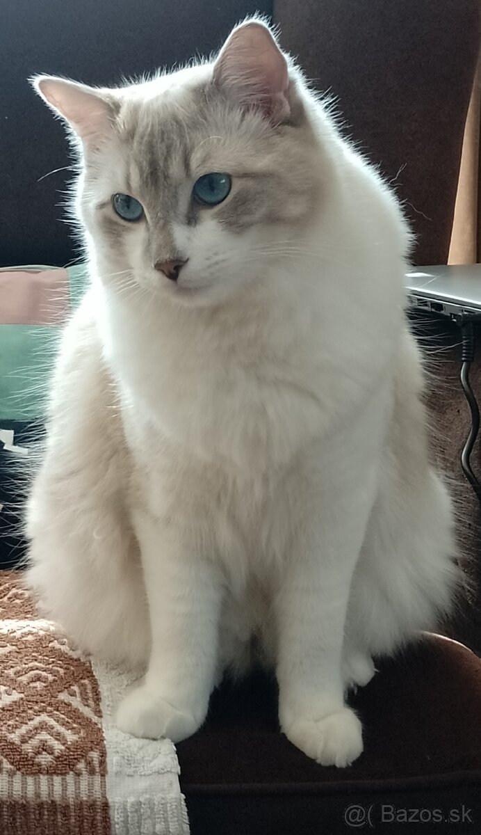 Ragdoll