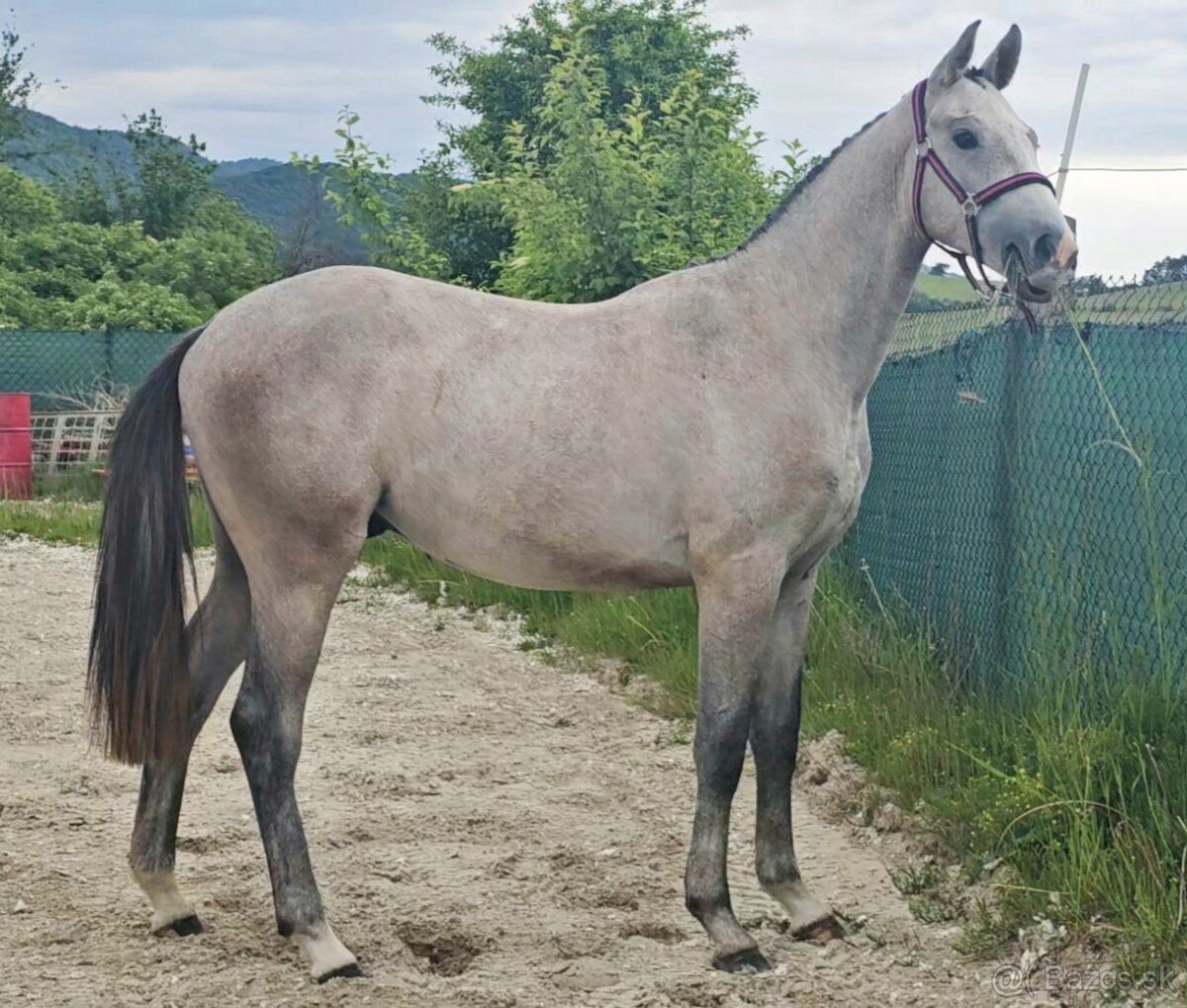 Beluš