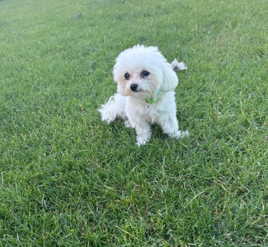 MINI Maltezak