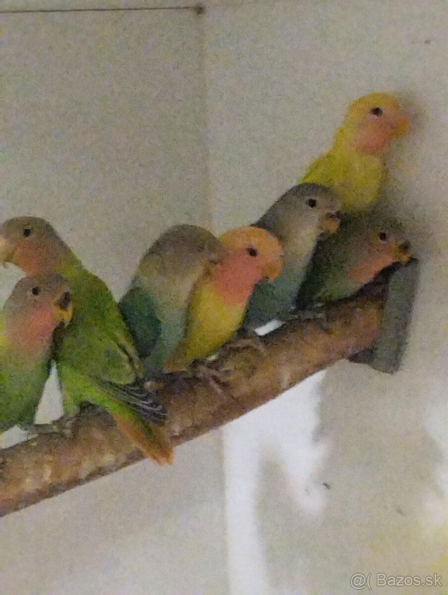 Agapornis ružovohrdlý