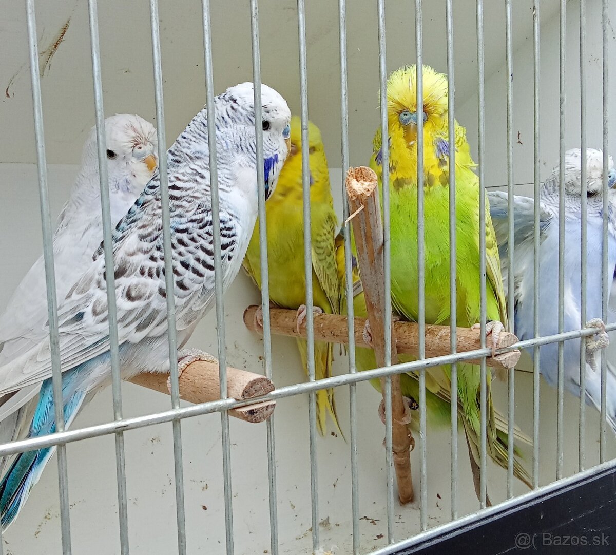 Vystavne andulky,duhove andulky