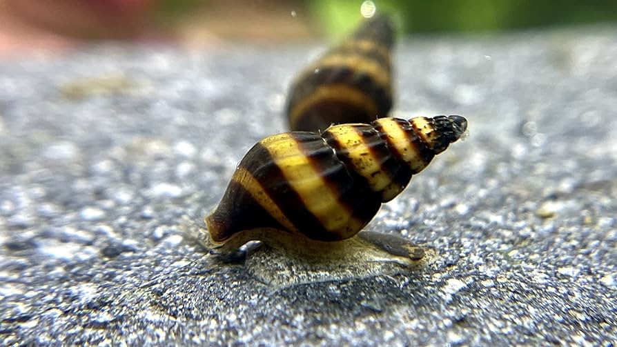 Predám Clea helena – slimák, ktorý sa živí inými slimákmi