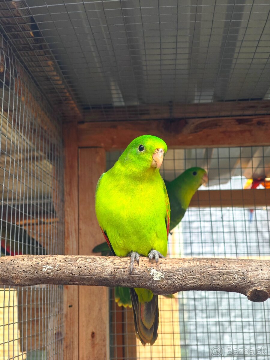 Červenokrídly žltý