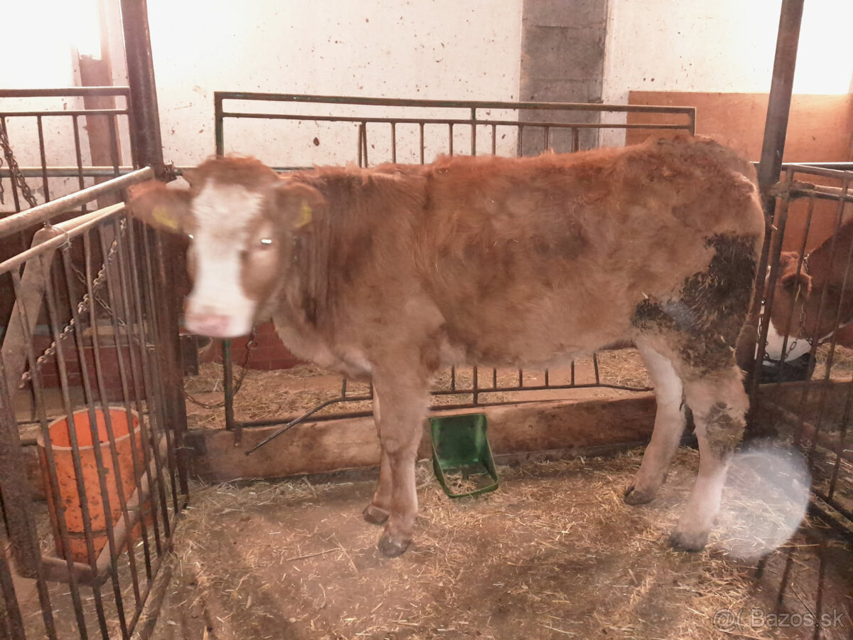 11 mesačná jalovica