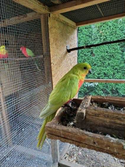 Papagáj Královský žltý predaj