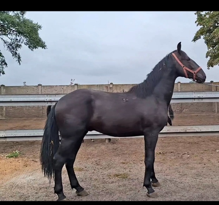 žrebec Nonius 2,5 roka lacno