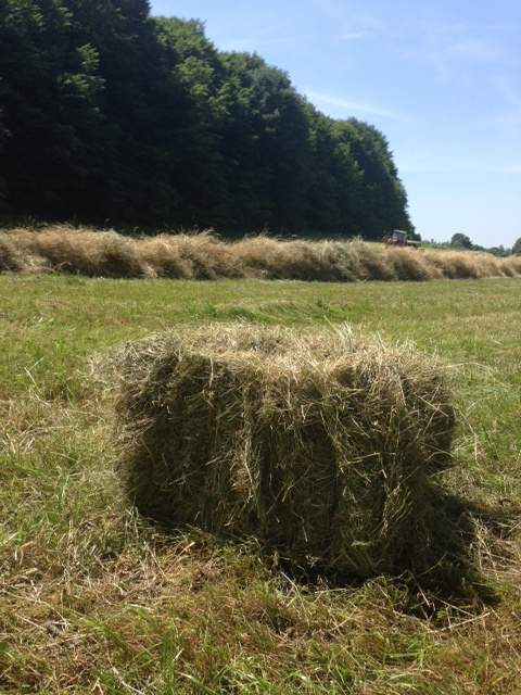 Predám seno v malých balíkoch