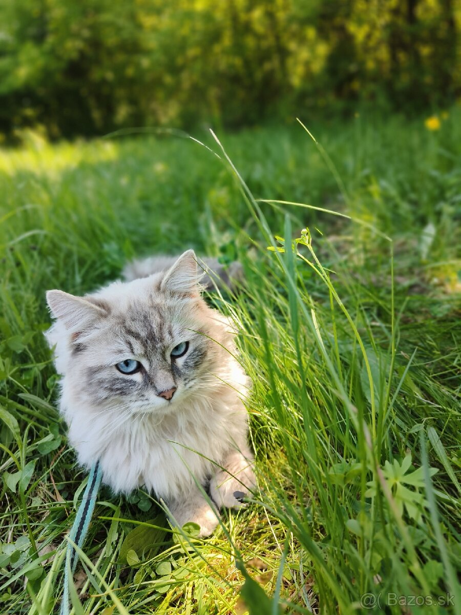 Kocúr ragdoll na krytie