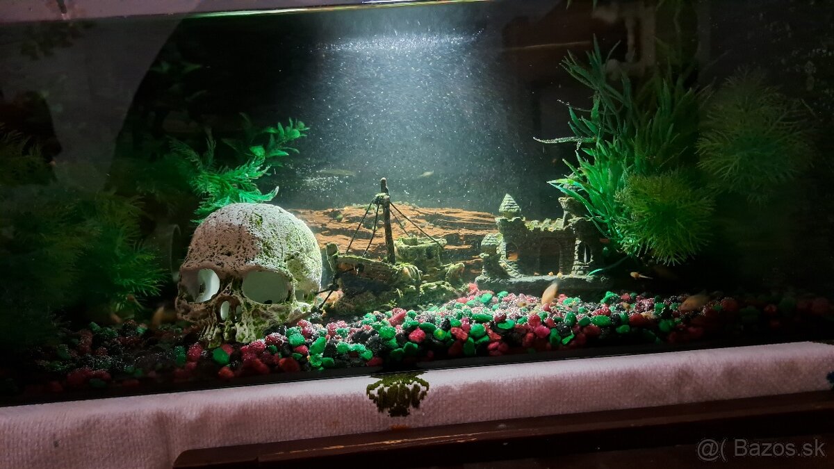 Cichlidy albino biela