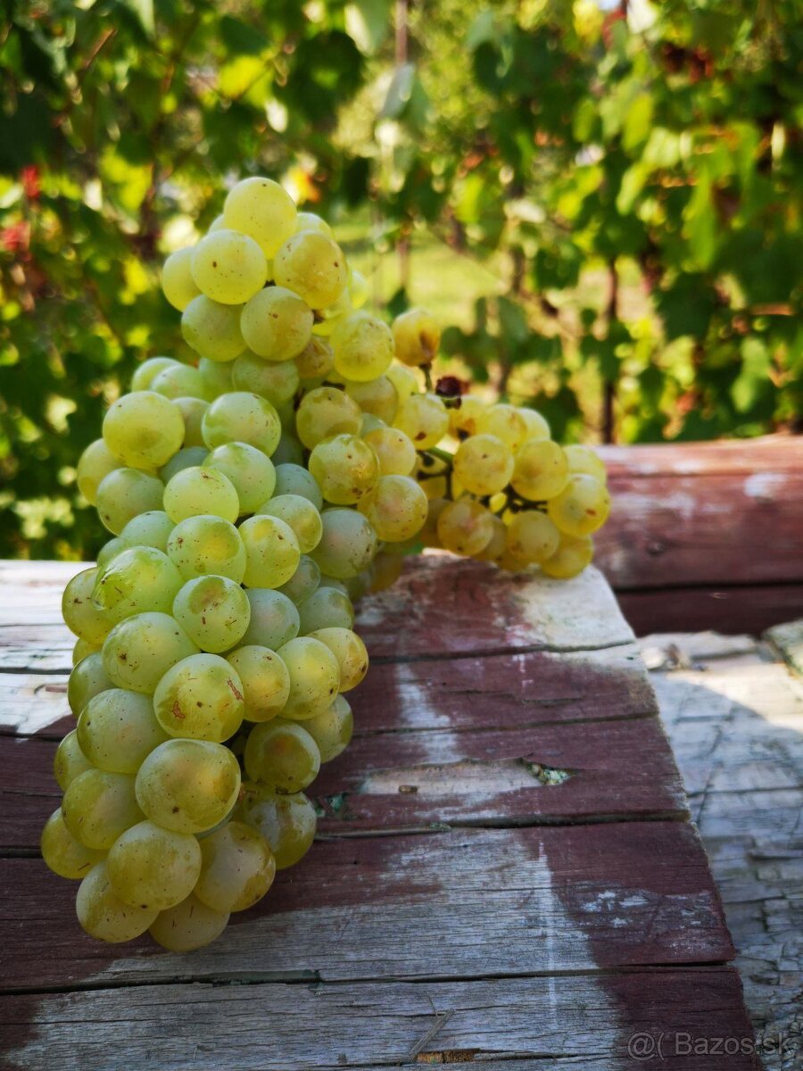 Vinica v Pukanci