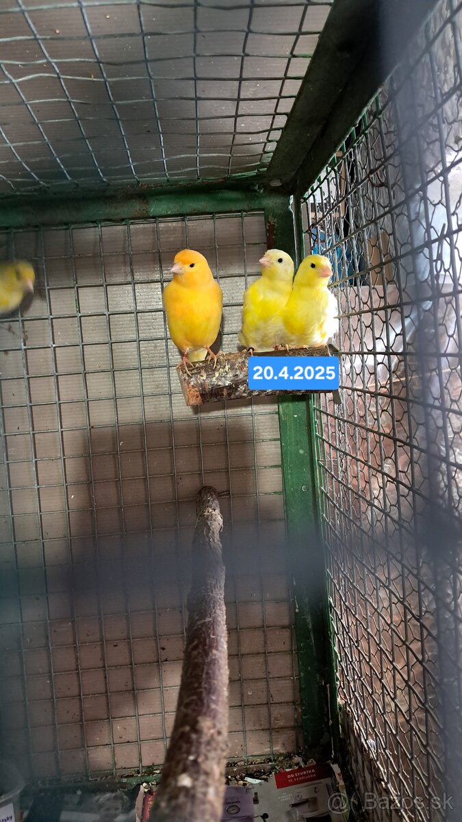 Kanariky