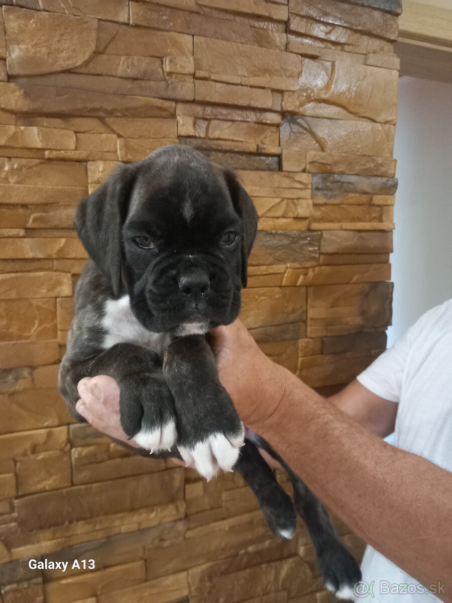 Nemecký boxer s PP