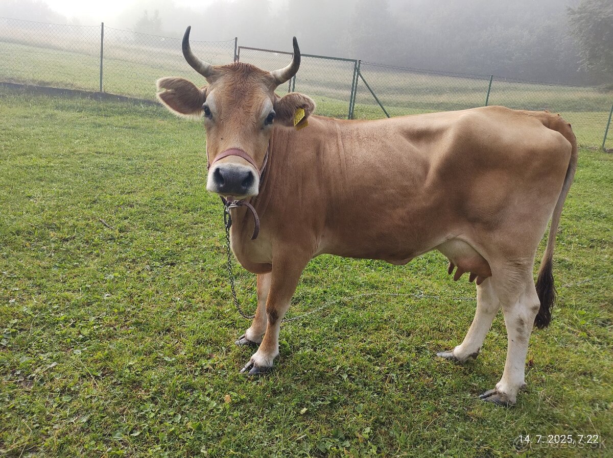 Jersey