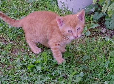 Darujem mačiatka