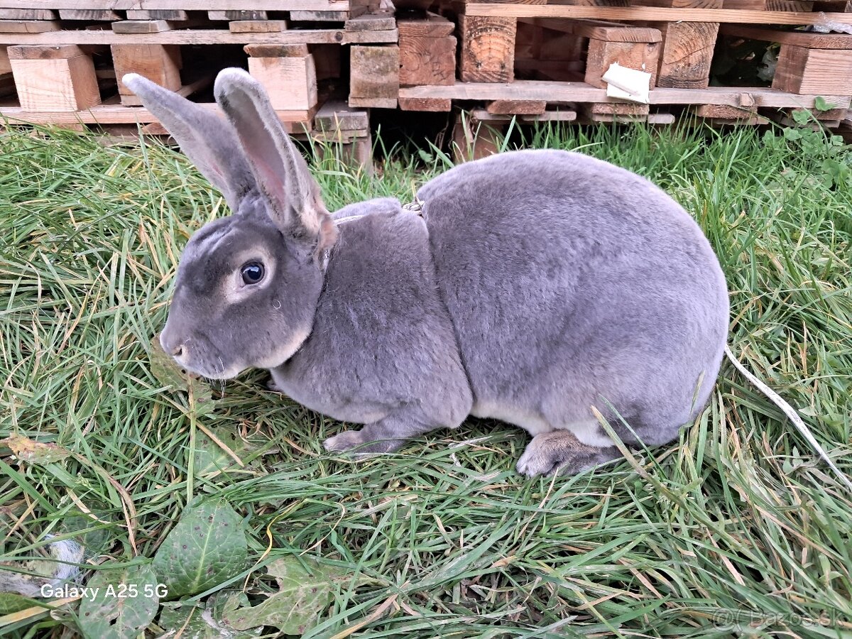 Slovenský sivomodrý rex