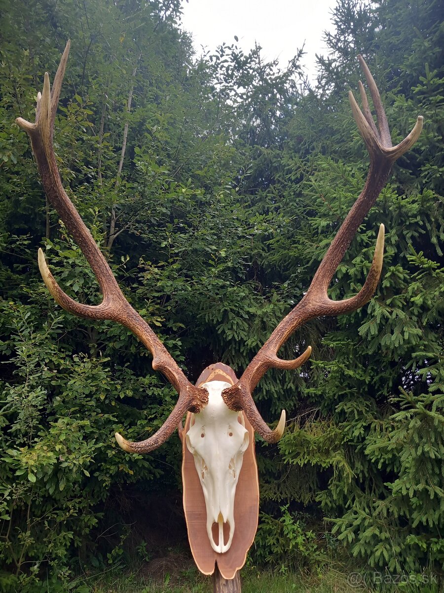 Trofej_parohy_parožie_zhody_jeleň