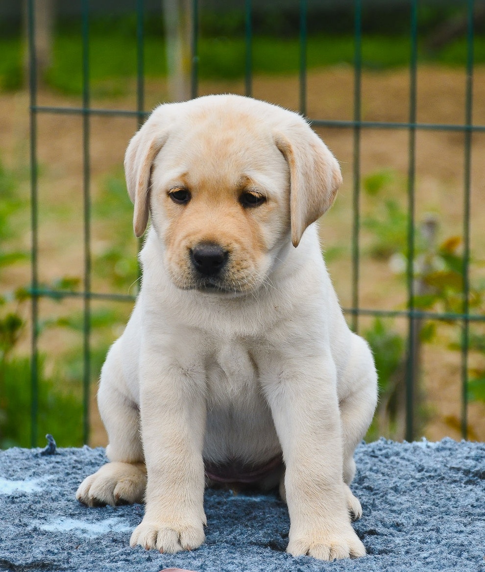 Labrador steniatka s PP