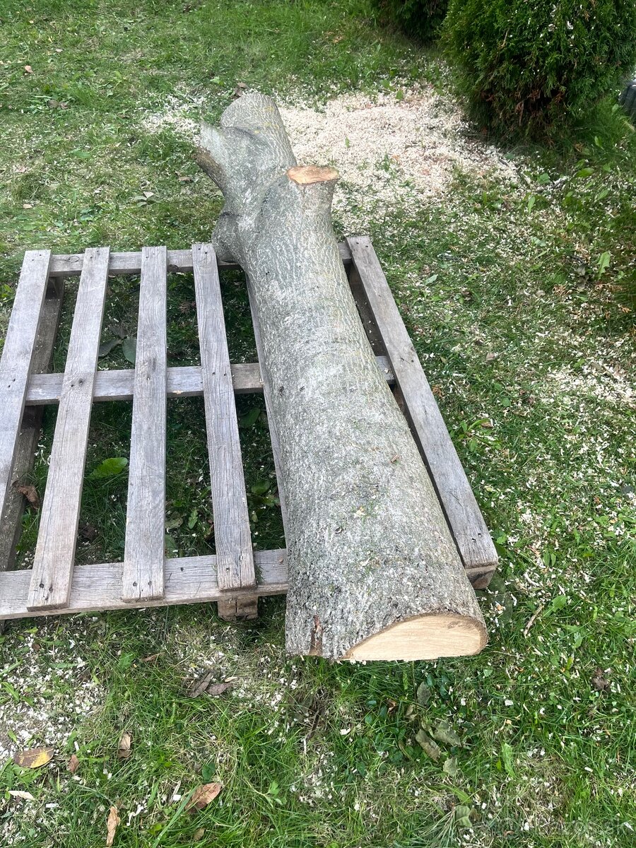 Kmeň orecha