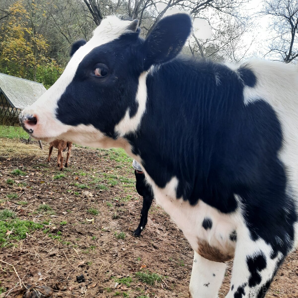 Holštýnska jalovica ( Holštyn)