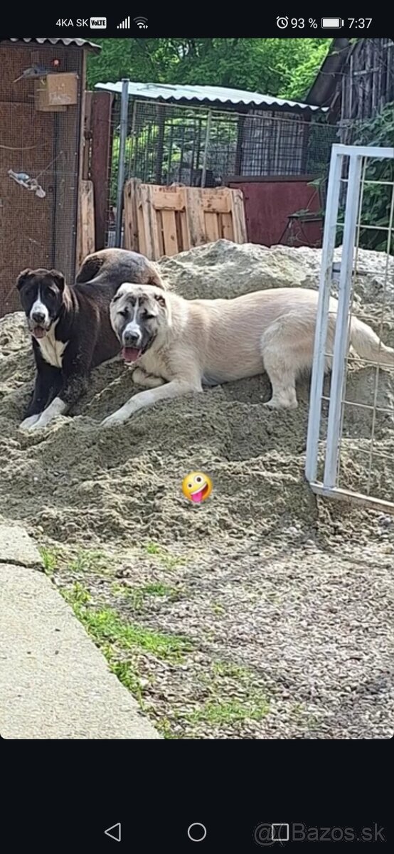 Ponukam krytie-Stredoazijsky ovčiak s(pp)