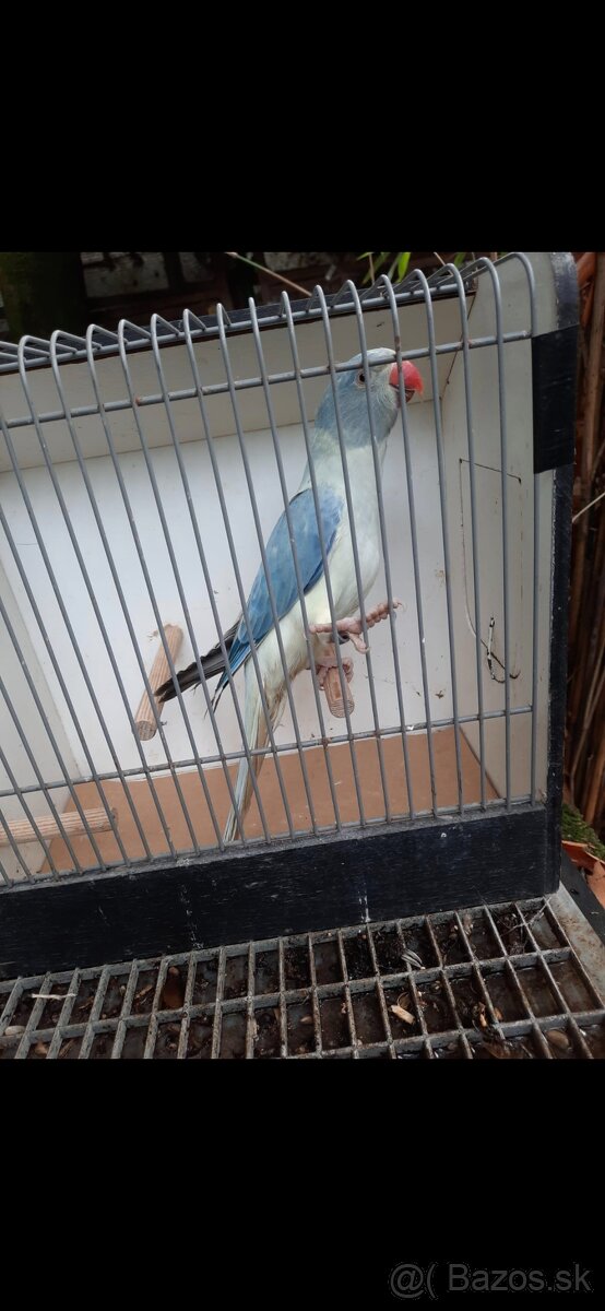 Alexander maly hlava chvost opalin