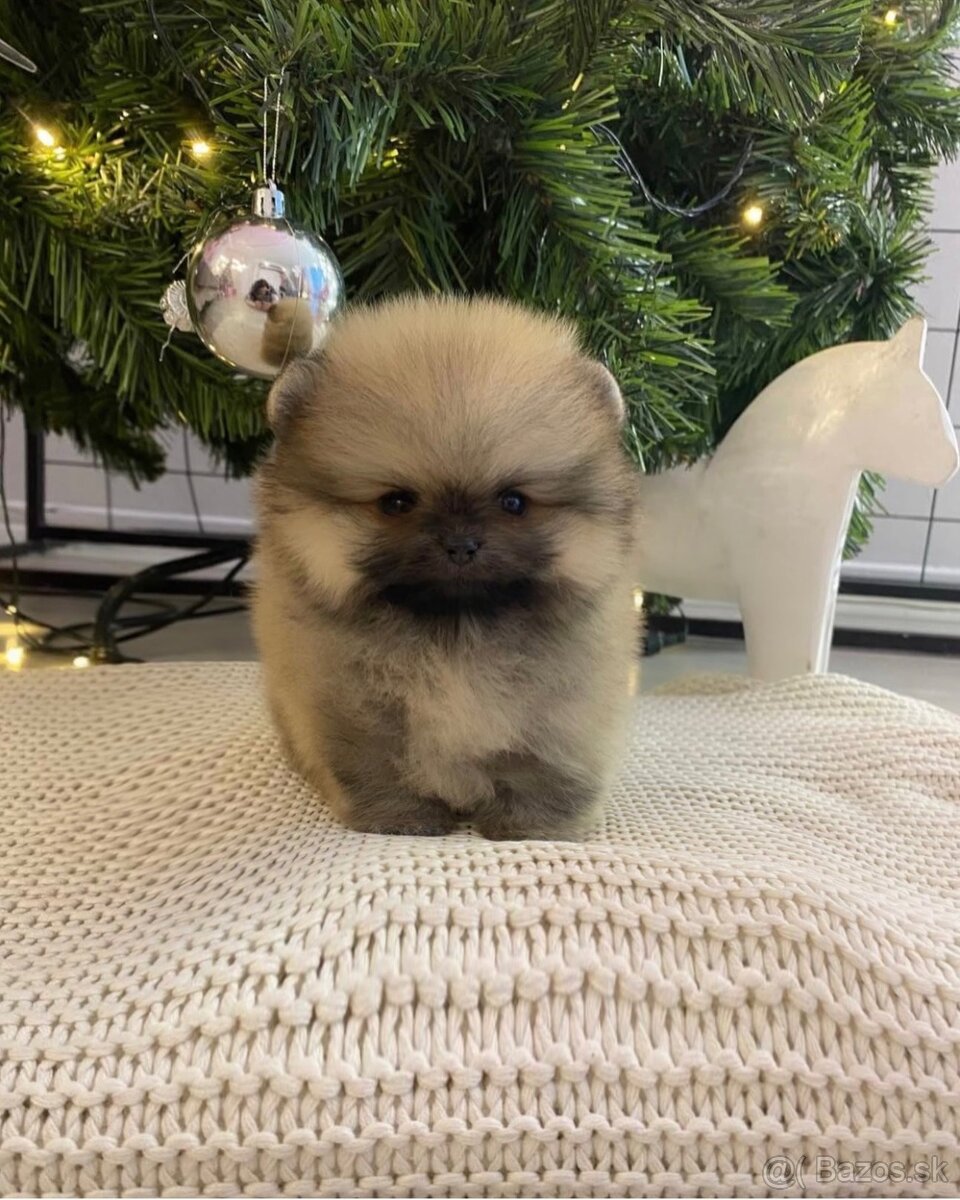 Pomeranian mini DeLuxe