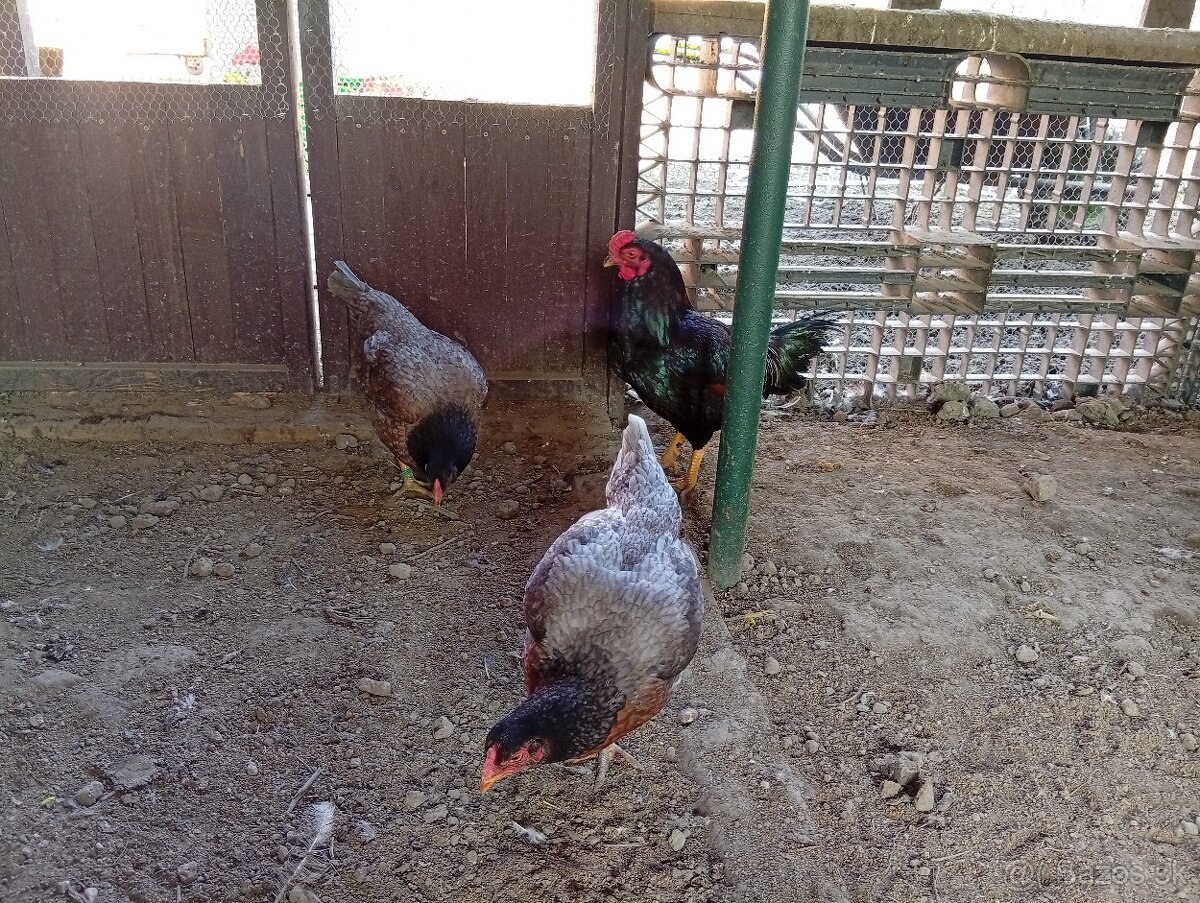 Indická bojovníčka.