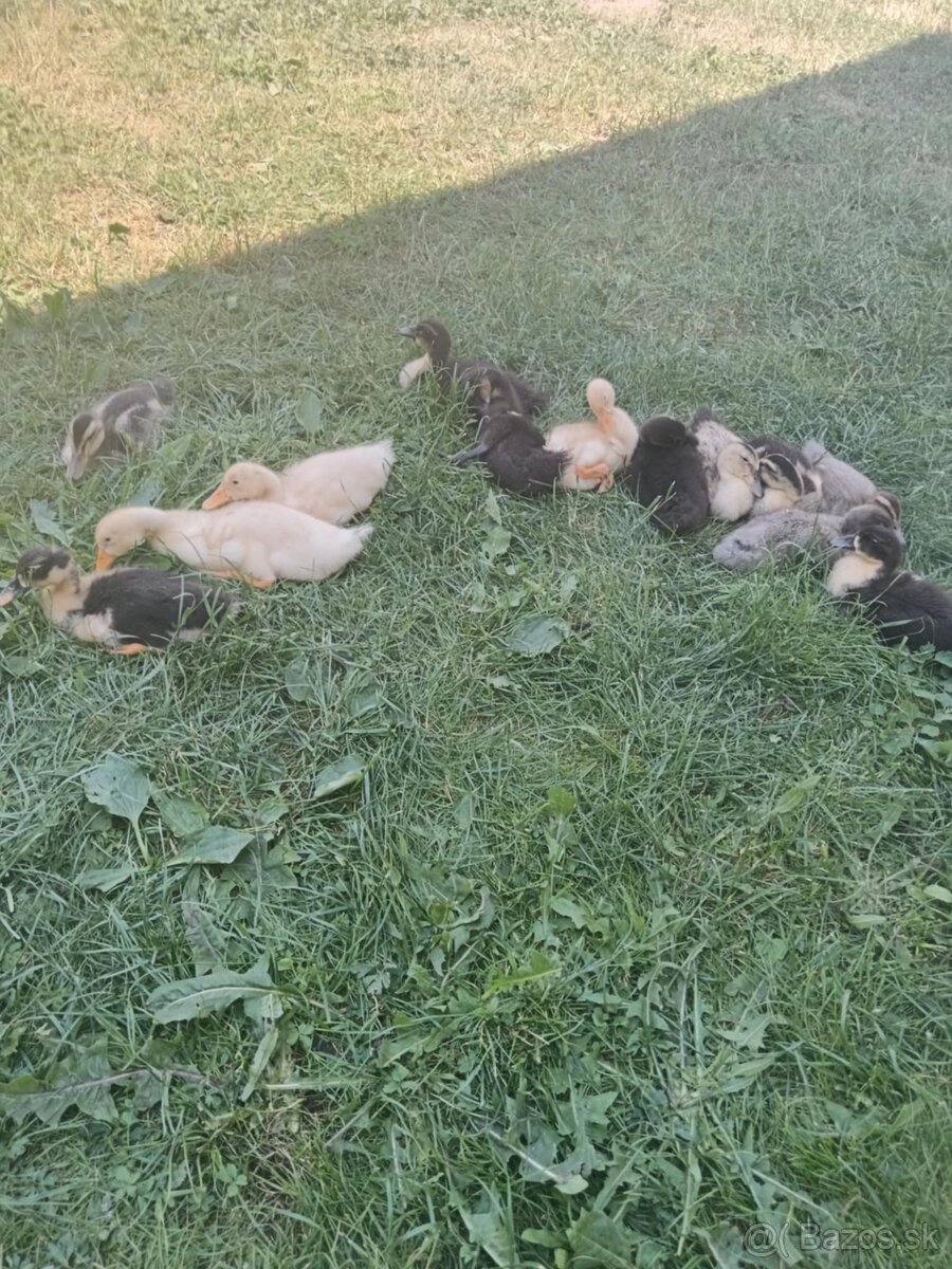 Predám ruanske  kačky