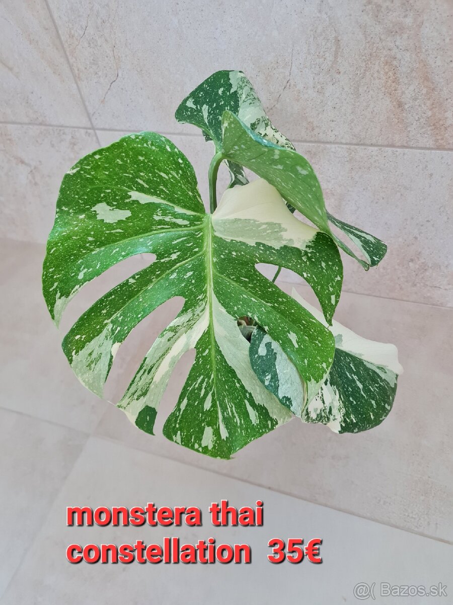Monstera THAI constellation dnes 33€