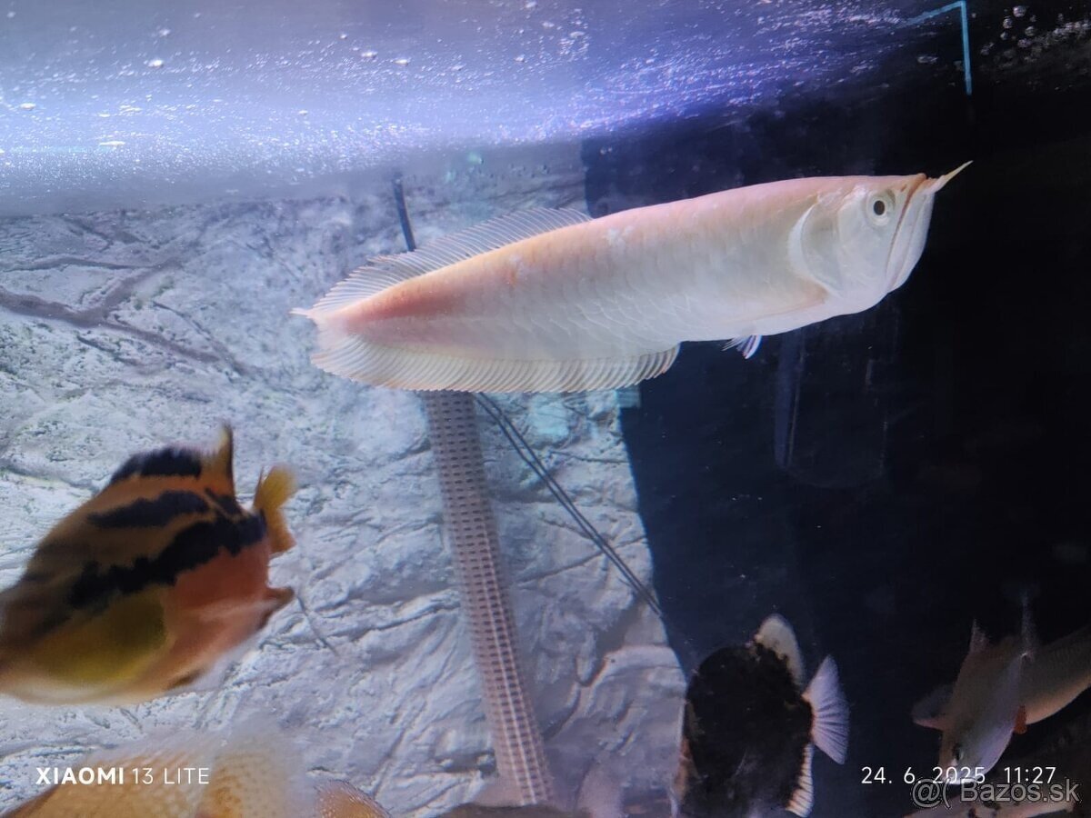 arowana albino 30cm