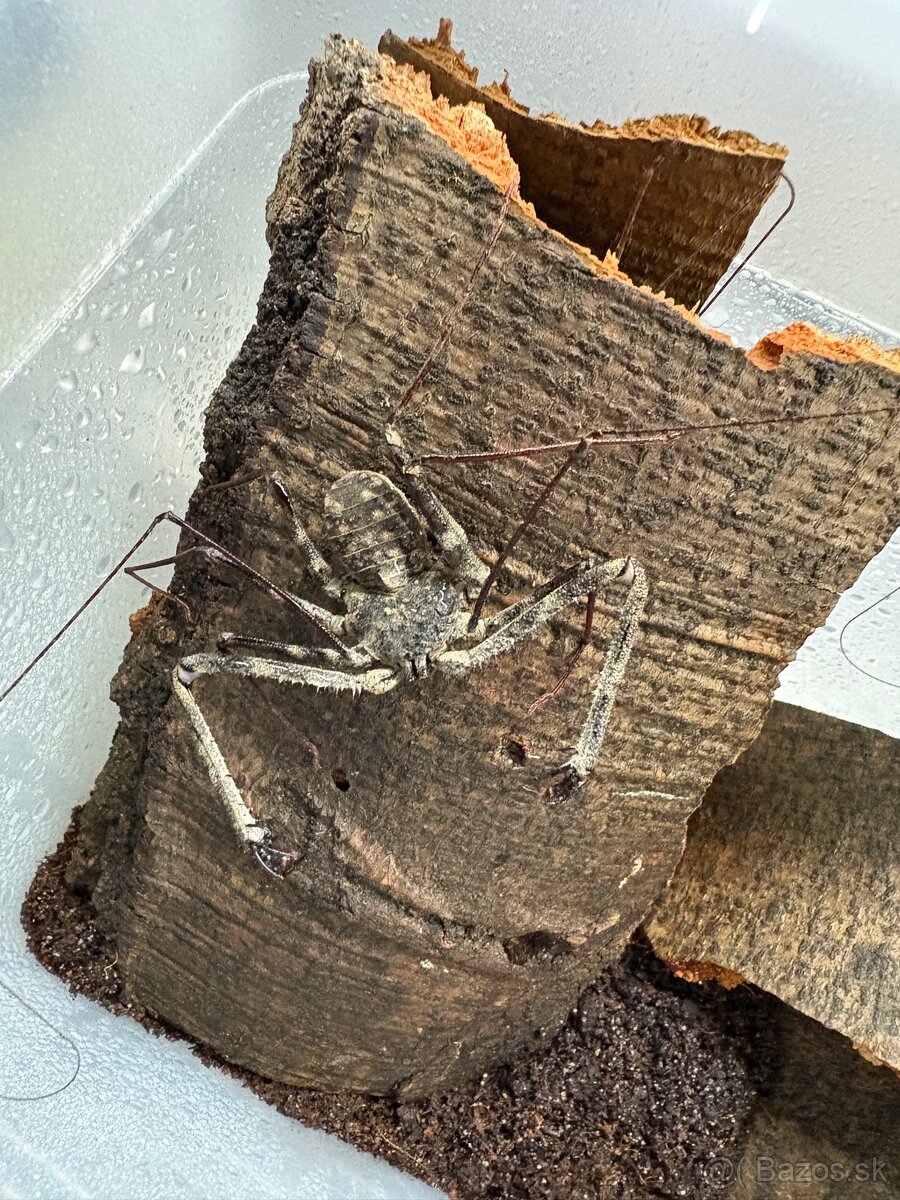 Bicovce Damon Medius
