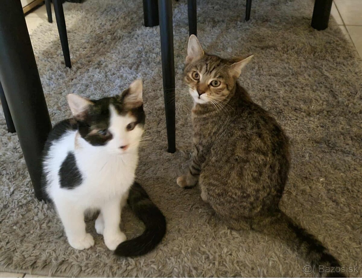 Darujeme dve 4 mesačné mačiatka
