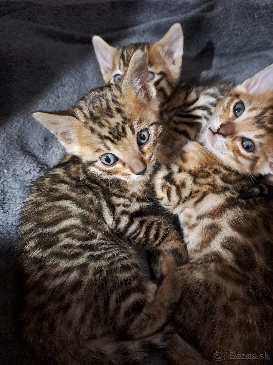 Bengalske maciatka s PP