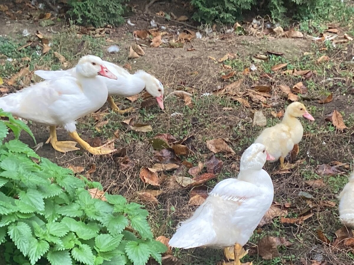 Predam pizmove kacatka