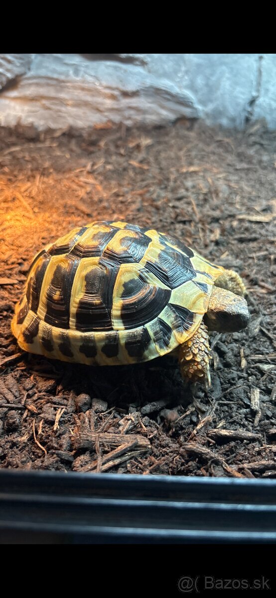Korytnačka zelenkasta